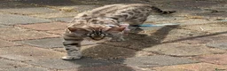 Bengal cats for sale: 5 year old Snow Mink bengal.  in Woodford Green - Advert 3