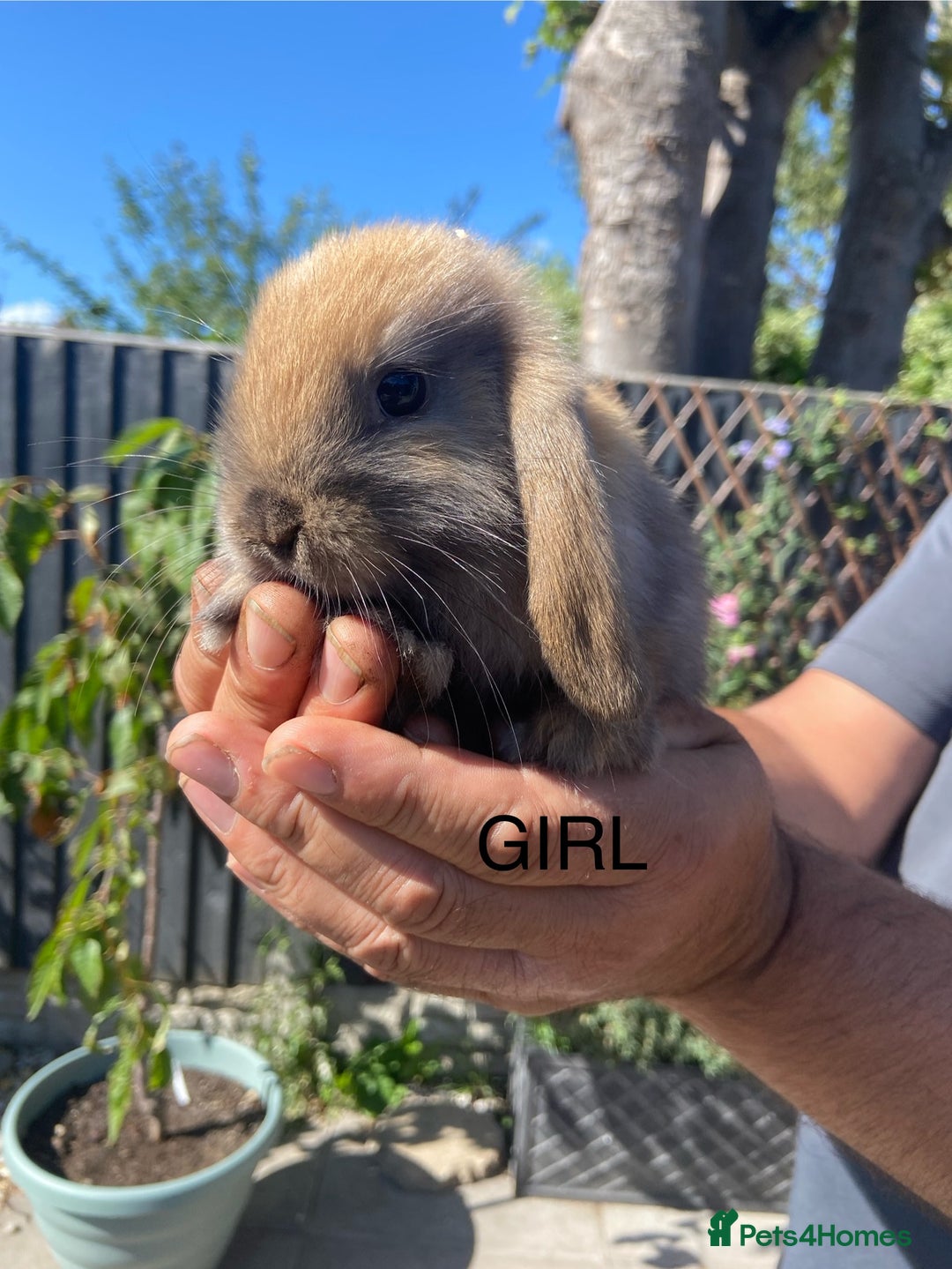 Mini Lop rabbits for sale: Mini Lops ready now - Image 3