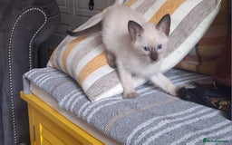 Siamese cats for sale: Beautiful chocolate and Lilac point Siamese boys - Image 5