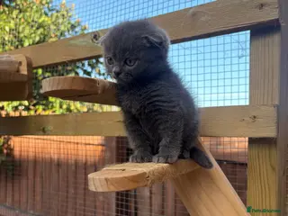 British Shorthair cats Blue & Lilac BSH Mix Kittens – Fold & Straight - Advert 14