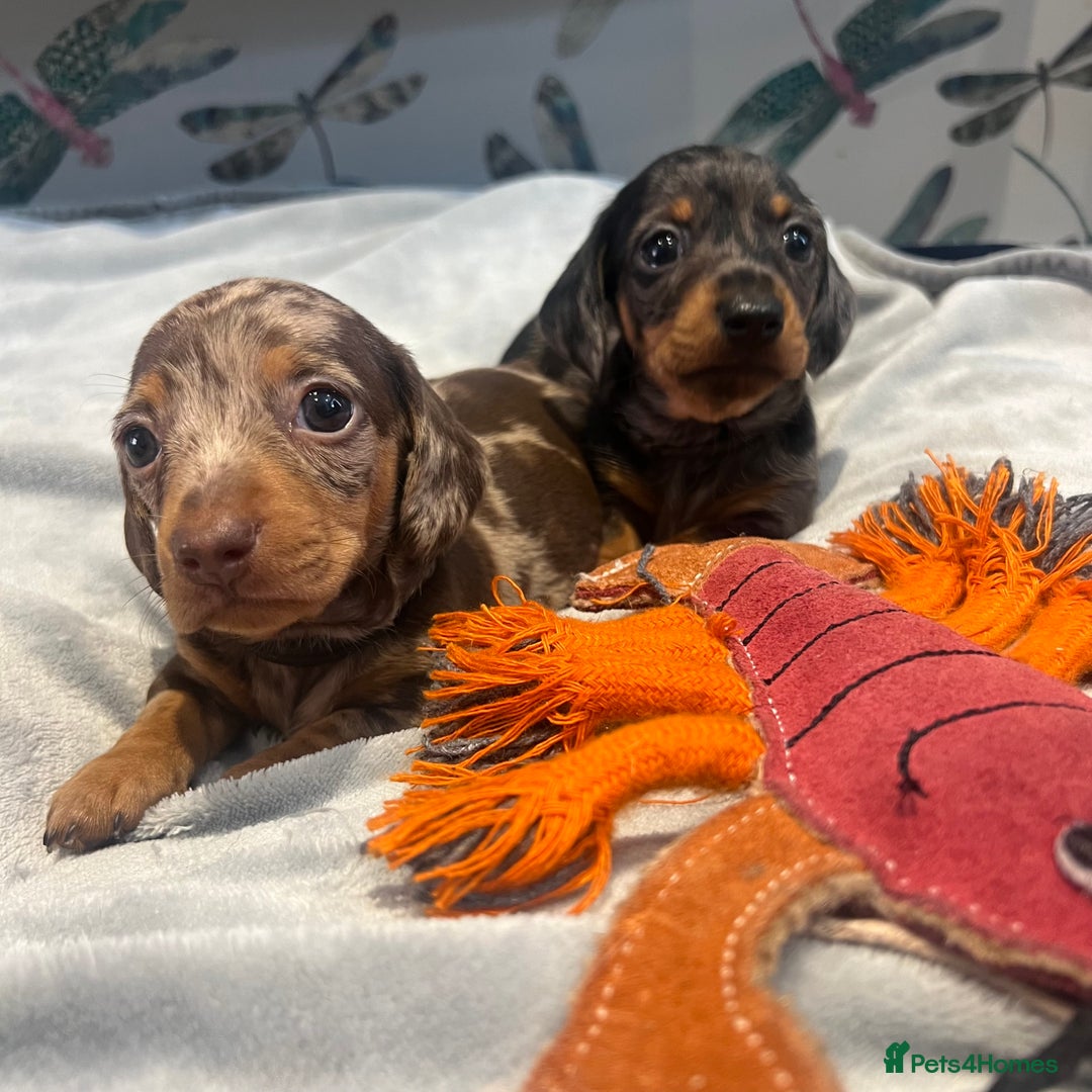 Miniature Dachshund dogs for sale: Stunning kc reg miniature dachshunds  - Image 7
