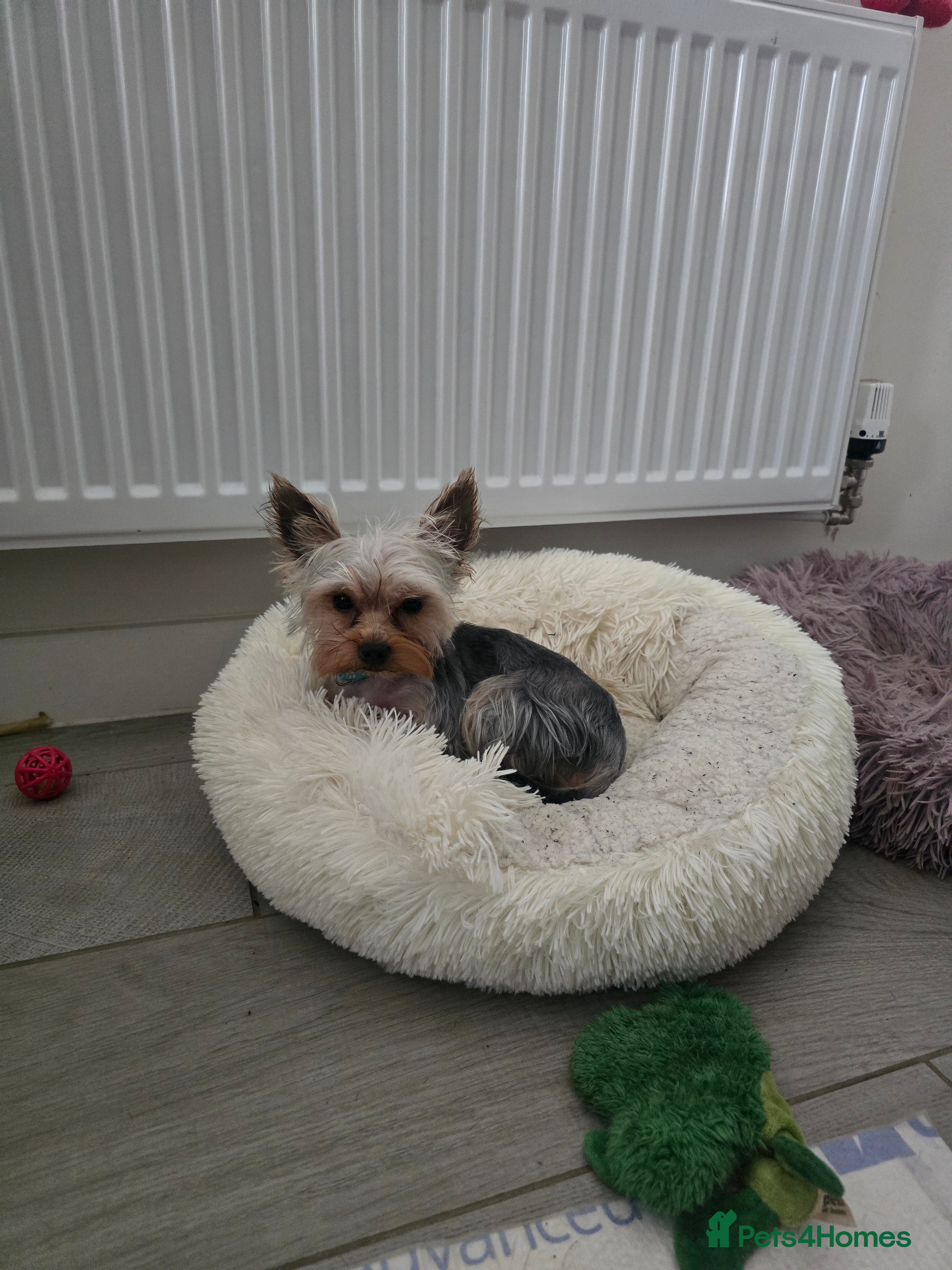 Yorkshire Terrier dogs Little yorkie boy for stud only  - Advert 1