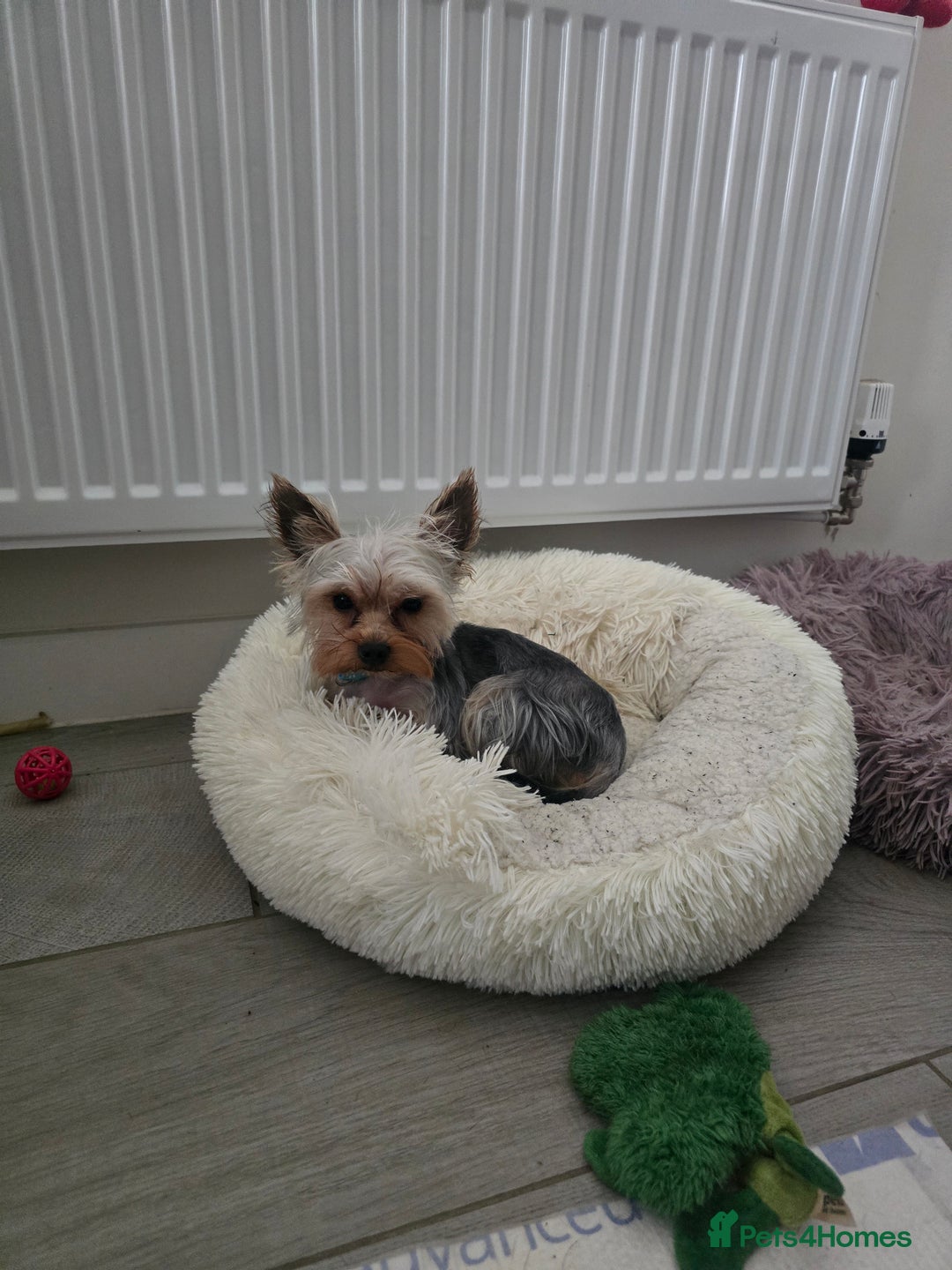 Yorkshire Terrier dogs for stud: Little yorkie boy for stud only  - Advert 1