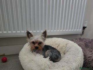 Yorkshire Terrier dogs Little yorkie boy for stud only - Advert 1