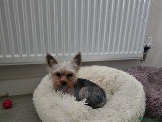 Yorkshire Terrier dogs Little yorkie boy for stud only - Advert 1
