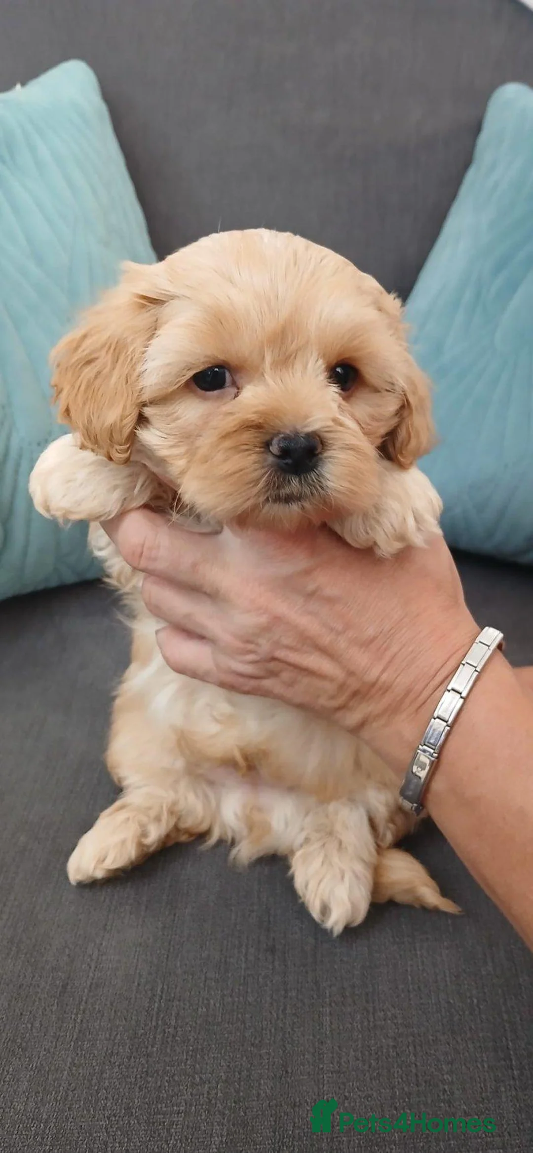 Maltipoo dogs for sale: Adorable Maltipoo Puppies for sale -2boys 3 girls. in Bromley - Advert 2