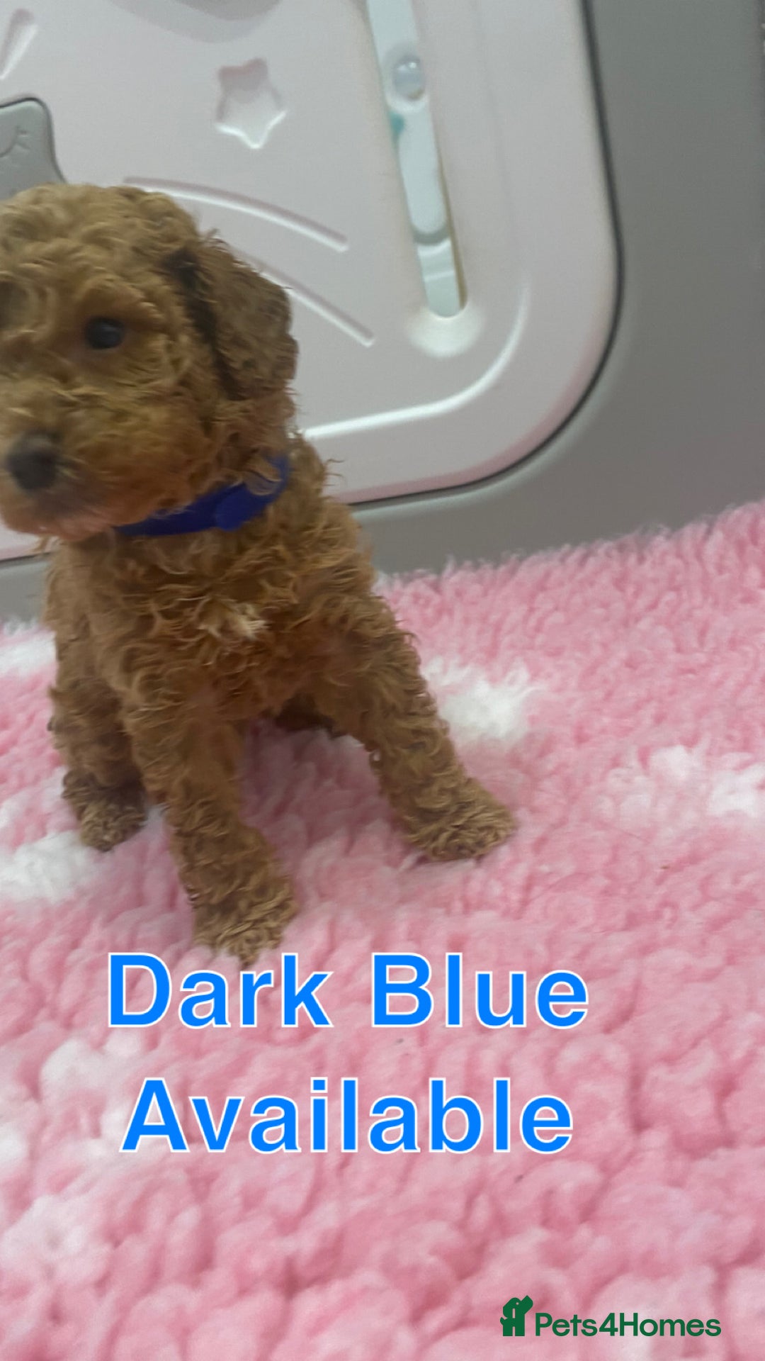 Labradoodle dogs for sale: Multi- Generation Toy/Mini parti Labradoodles   - Advert 34