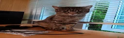 Mixed Breed cats for sale:  ** s  in London - Advert 1
