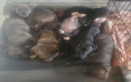 Staffordshire Bull Terrier dogs for sale: Staffy Babies Ready to leave - Image 35