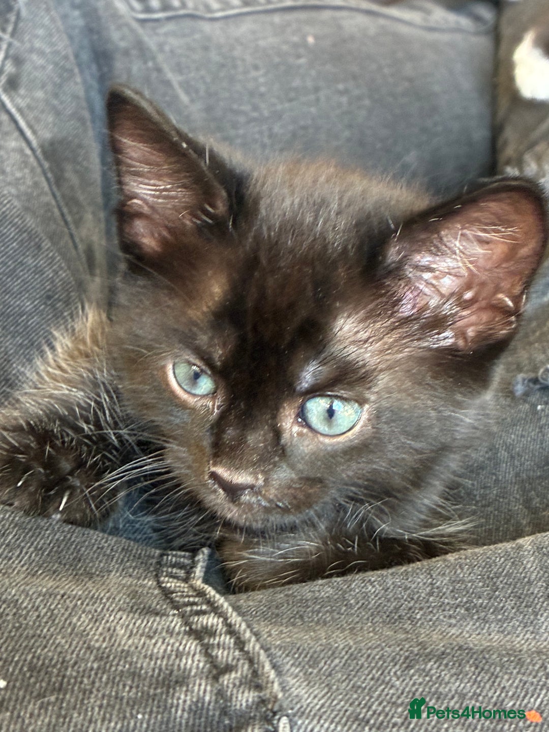 Bengal cats for sale: 5 kittens for sale  - Image 6