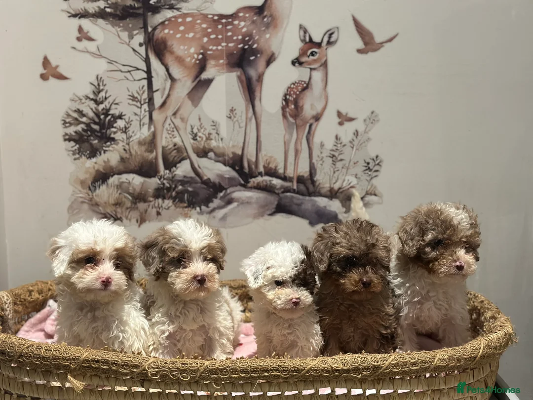 Cavapoo dogs for sale: Exceptional F2 Cavapoo Puppies - HomeRaised  - Advert 14