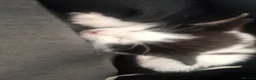 Mixed Breed cats for sale: Beautiful white and black kitten  in Waltham Cross - Advert 3