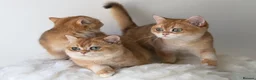 British Shorthair cats for sale: British Shorthair Golden kittens  - Advert 19