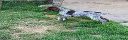 German Shorthaired Pointer dogs for sale: German Shorthaired Pointer pups for sale in Milnthorpe - Advert 4
