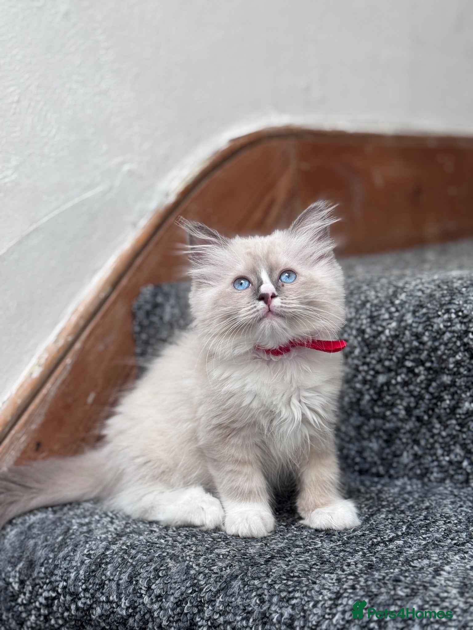 Ragdoll cats 🩵Stunning Blue Mitted Ragdoll Kitens🩵 - Advert 2