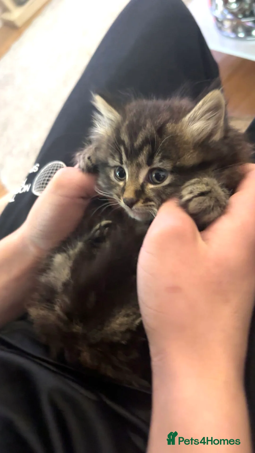Maine Coon cats for sale: BEAUTIFUL MAINE COON MIX KITTENS - Ready now - Advert 1