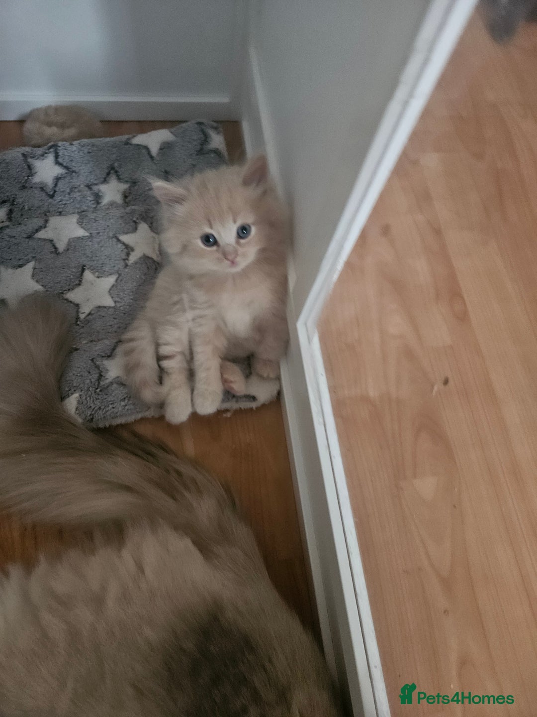Mixed Breed cats for sale: Beautiful fluffy kittens  - Image 1