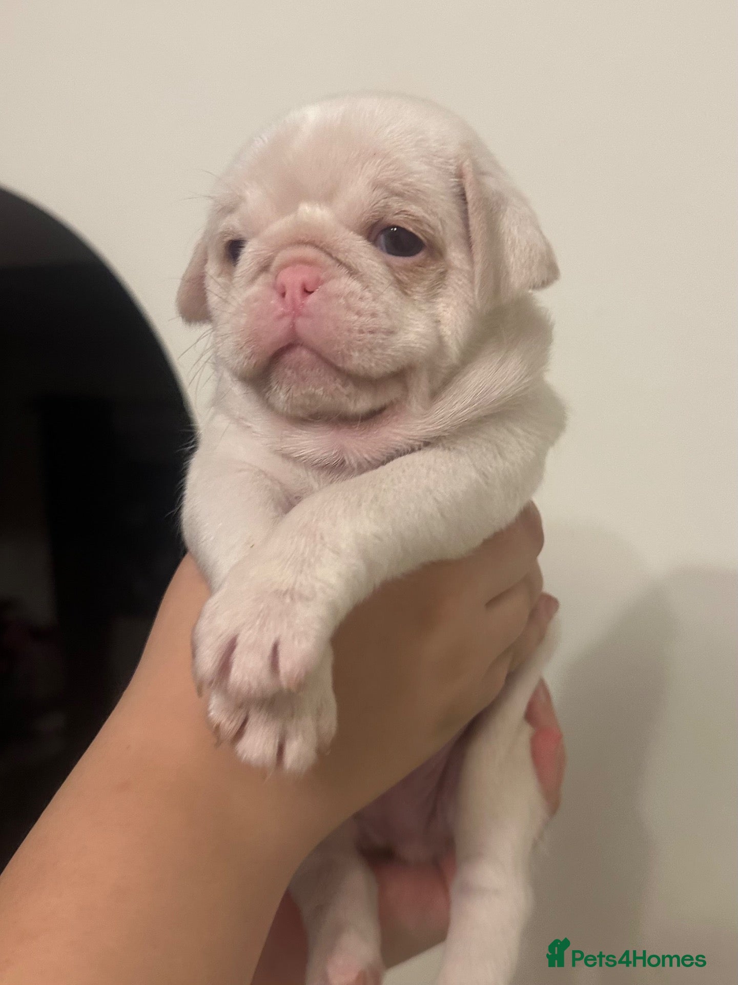 Pug dogs Stunning litter of 4 Prestige KC reg Pink Pug Pups - Advert 1