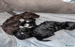 Maltipoo dogs for sale: Toy maltipoos - Image 2