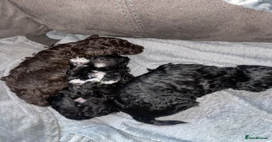 Maltipoo dogs - Advert 2