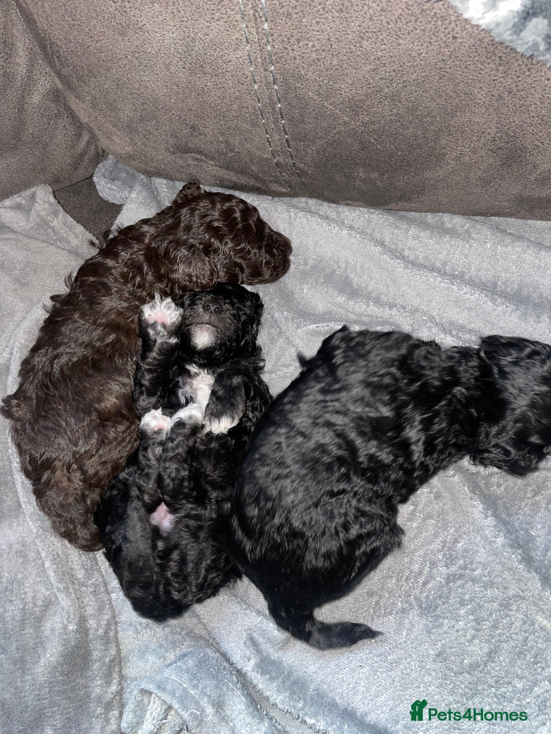 Maltipoo dogs for sale: Toy maltipoos - Image 2