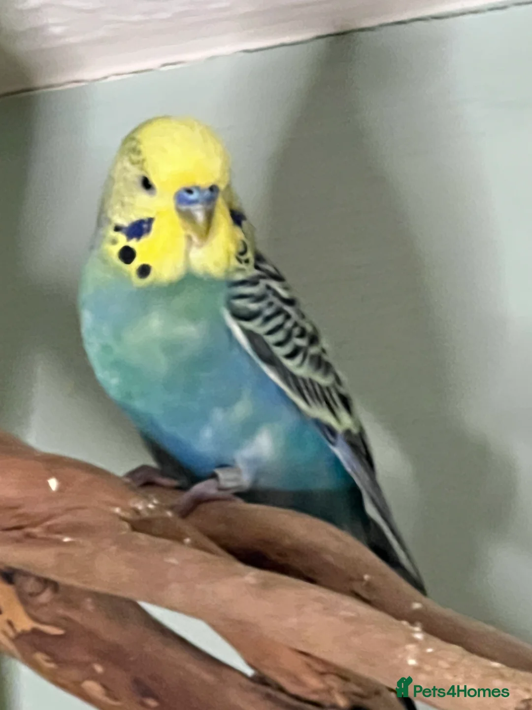 Budgerigars birds for sale: Budgies X 3, very healthy and playful,  - Advert 5
