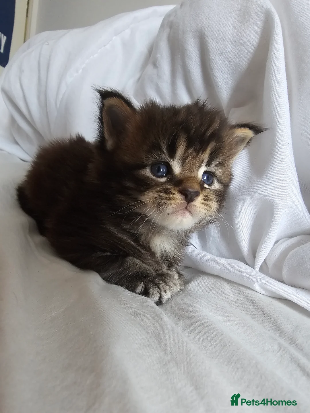 Maine Coon cats for sale: Little Maine Coon Girls Looking for Forever Homes - Advert 6