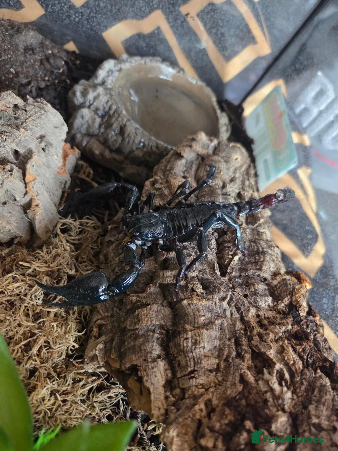 Mixed Breed invertebrates for sale: Scorpions&tarantulas - Advert 3