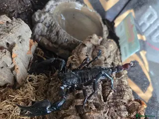 Mixed Breed invertebrates Scorpions - Advert 4