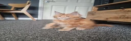 Maine Coon cats for sale: TICA REG. MAINE COON KITTENS  - Advert 1