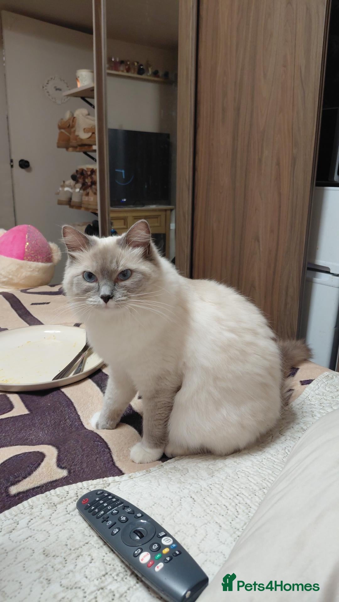 Perdoll cats Ragdoll x persian  - Advert 1