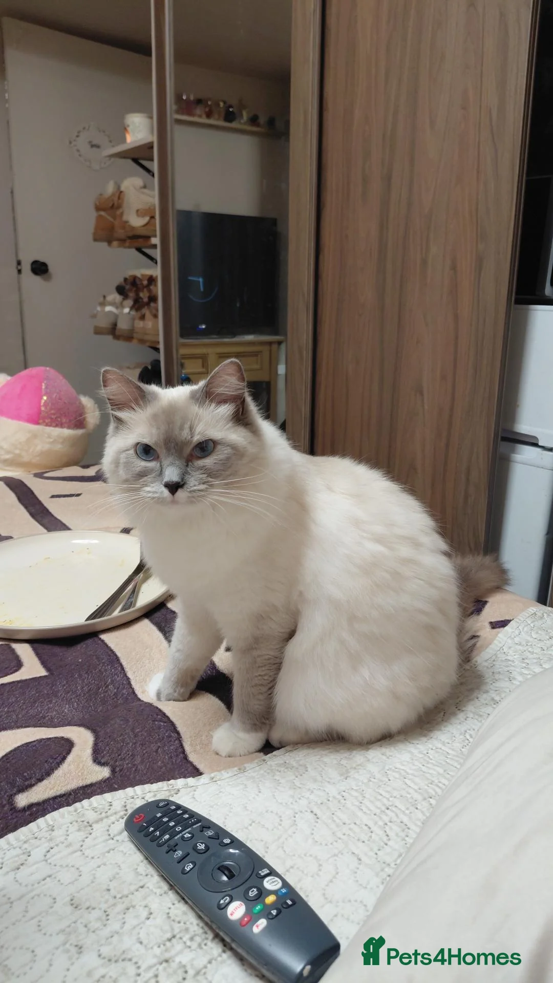 Perdoll cats for sale: Ragdoll x persian  - Advert 1