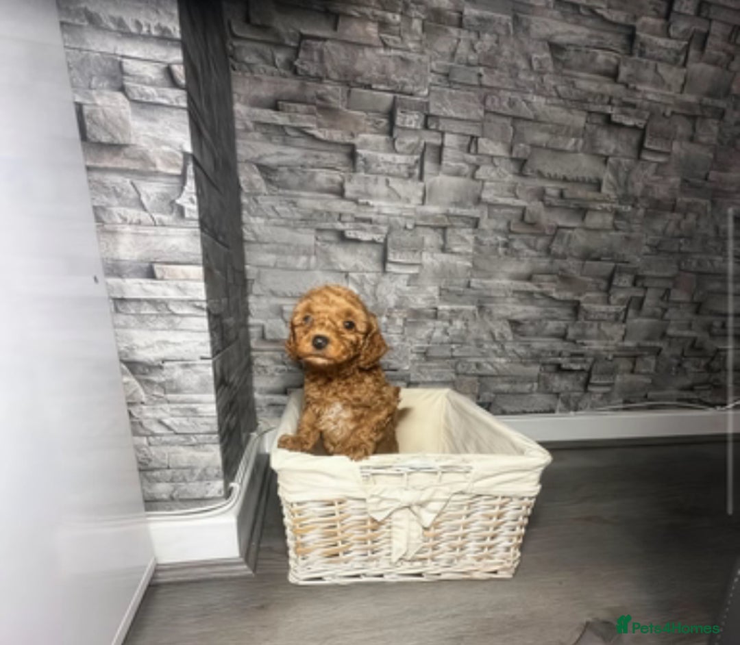 Cockapoo dogs for sale: 🐾 reduced £1200  FLUFFY COCKAPOO PUPPIES  - Advert 15