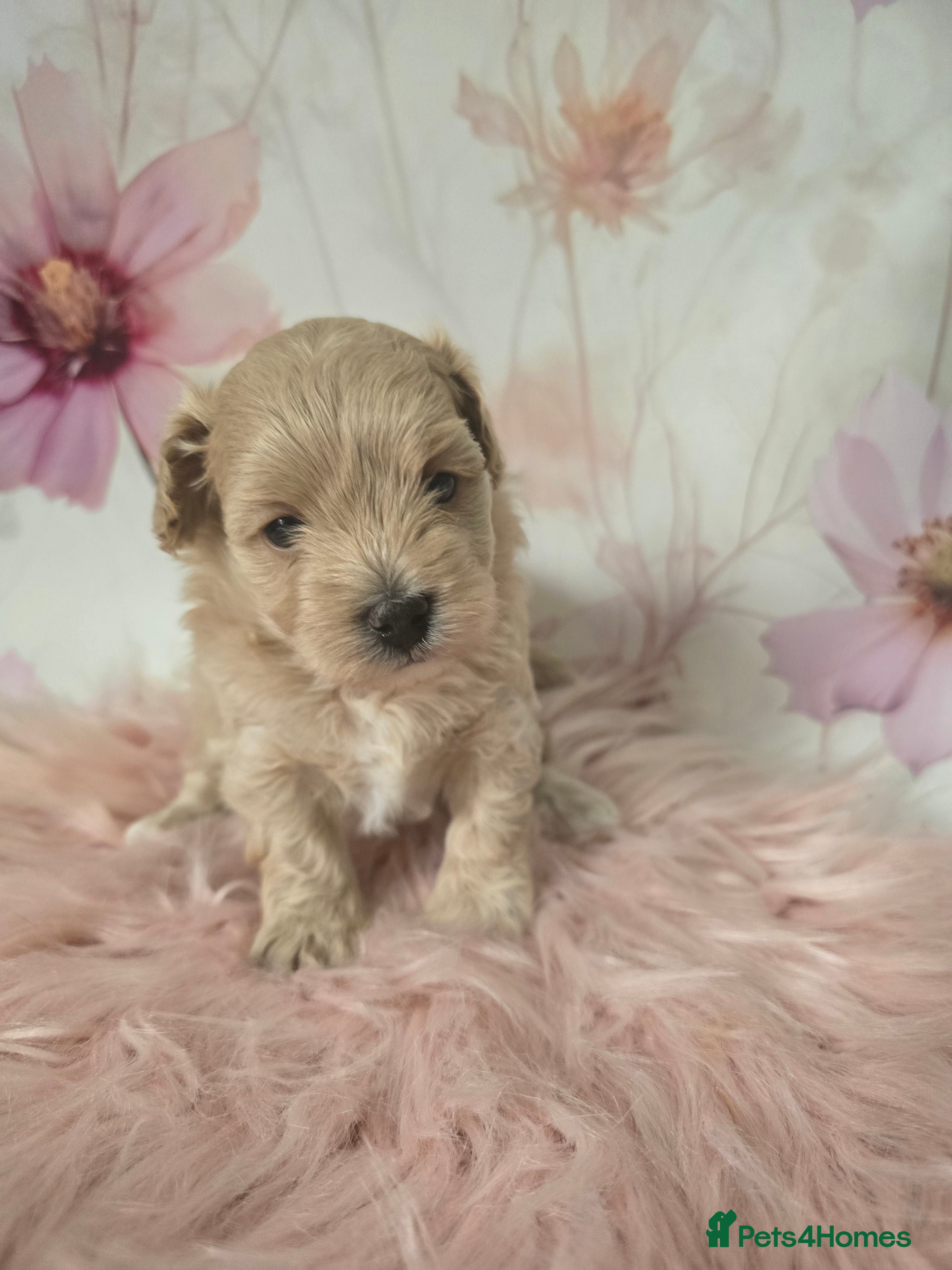 Maltipoo dogs Beautiful F1 maltipoo looking forever home ❤️🐶 - Advert 1