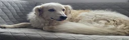 Mixed Breed dogs for adoption: Gorgeous Catie 💜 Looking for her Soul mate in Boston - Advert 4