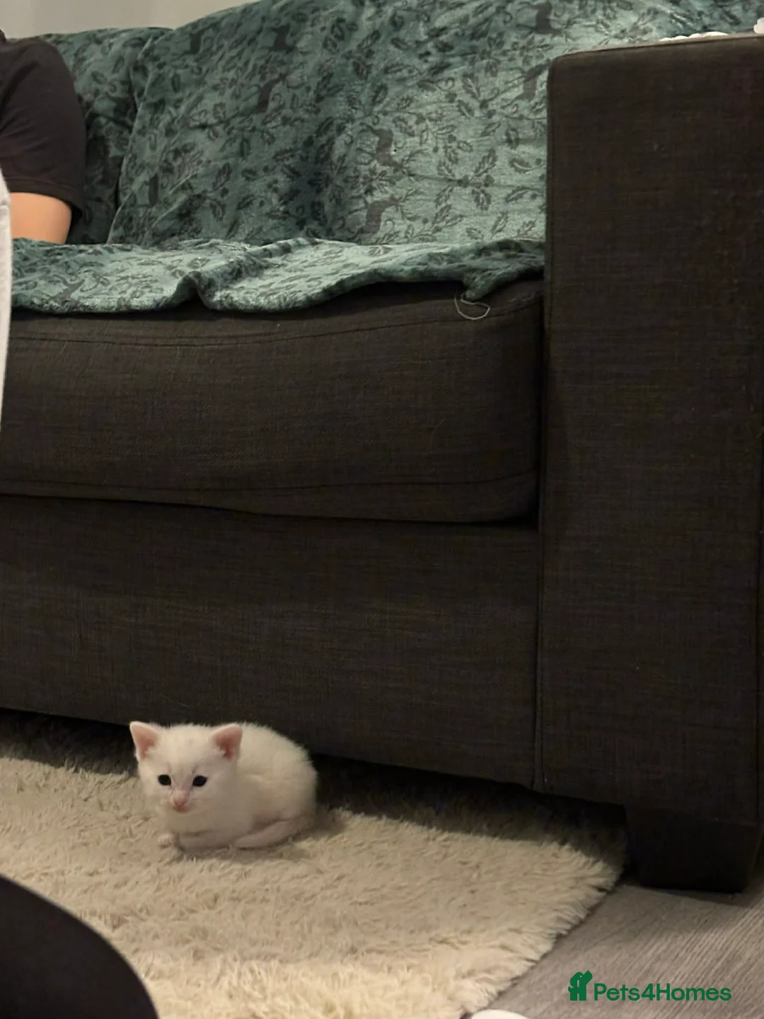 Khao Manee cats for sale: ONE BEAUTIFUL PURE WHITE BOY - Advert 2