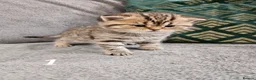 Scottish Fold cats for sale: Stunning Scottish Fold & Scottish Straight Kittens in Peterborough - Advert 3