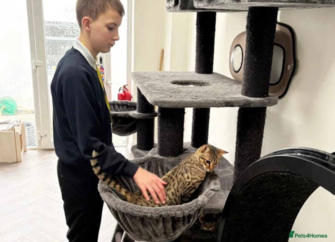 Savannah cats for sale: F5 SBT Savannah sisters Squealer, Shyler and Lily - Advert 8