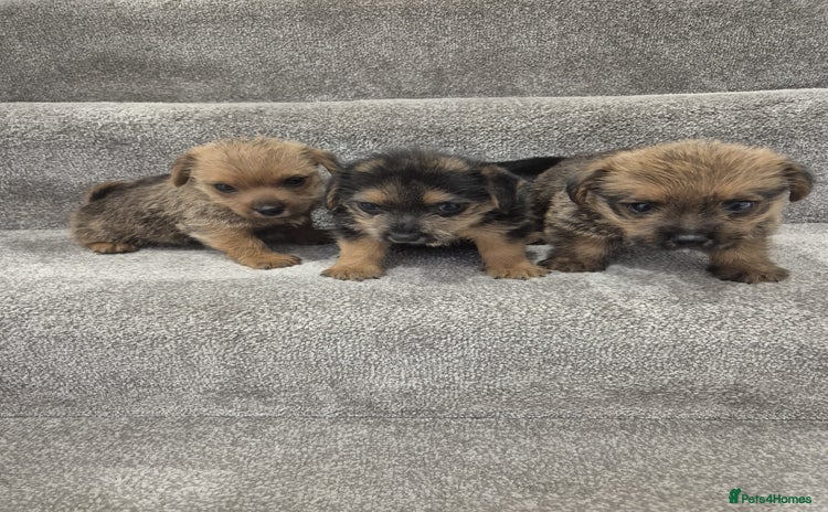 Norfolk Terrier dogs - Advert 1