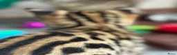 Savannah cats for sale: 🏵️ WORLDS BEST LINES 🏵️ Savannah F2 & F3 Kittens - Advert 10