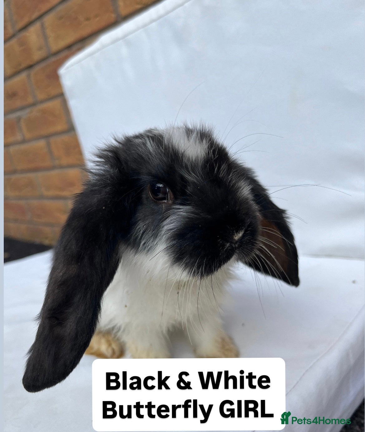 French Lop rabbits for sale: 🐰 Full breed French Lops Ready to Leave 🐰 - Advert 3
