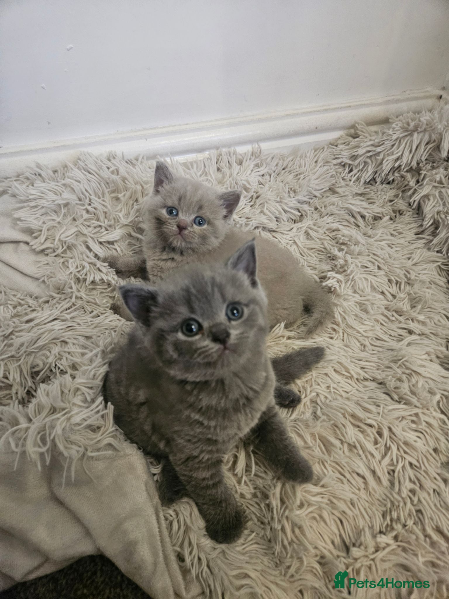 British Shorthair cats British Shorthair kittens!  - Advert 2