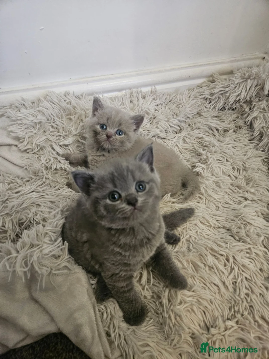 British Shorthair cats for sale: British Shorthair kittens!  - Advert 1