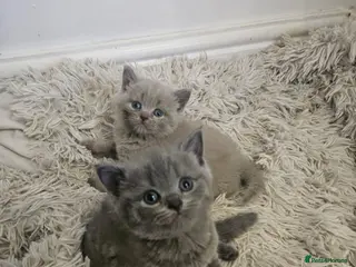British Shorthair cats British Shorthair kittens! - Advert 2