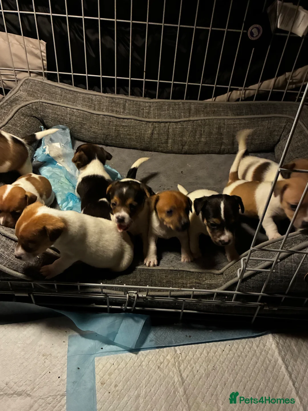 Jack Russell dogs for sale: Jack Russell puppies in London - Advert 29