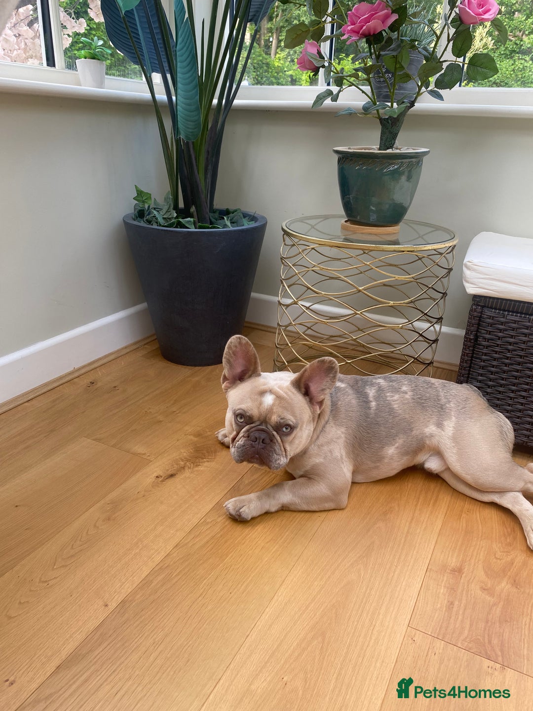 French Bulldog dogs for stud: Stud French bull dog - Advert 5