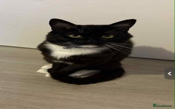 British Shorthair cats for sale: Tag 20 month old Cat - Loving Boy - Image 6