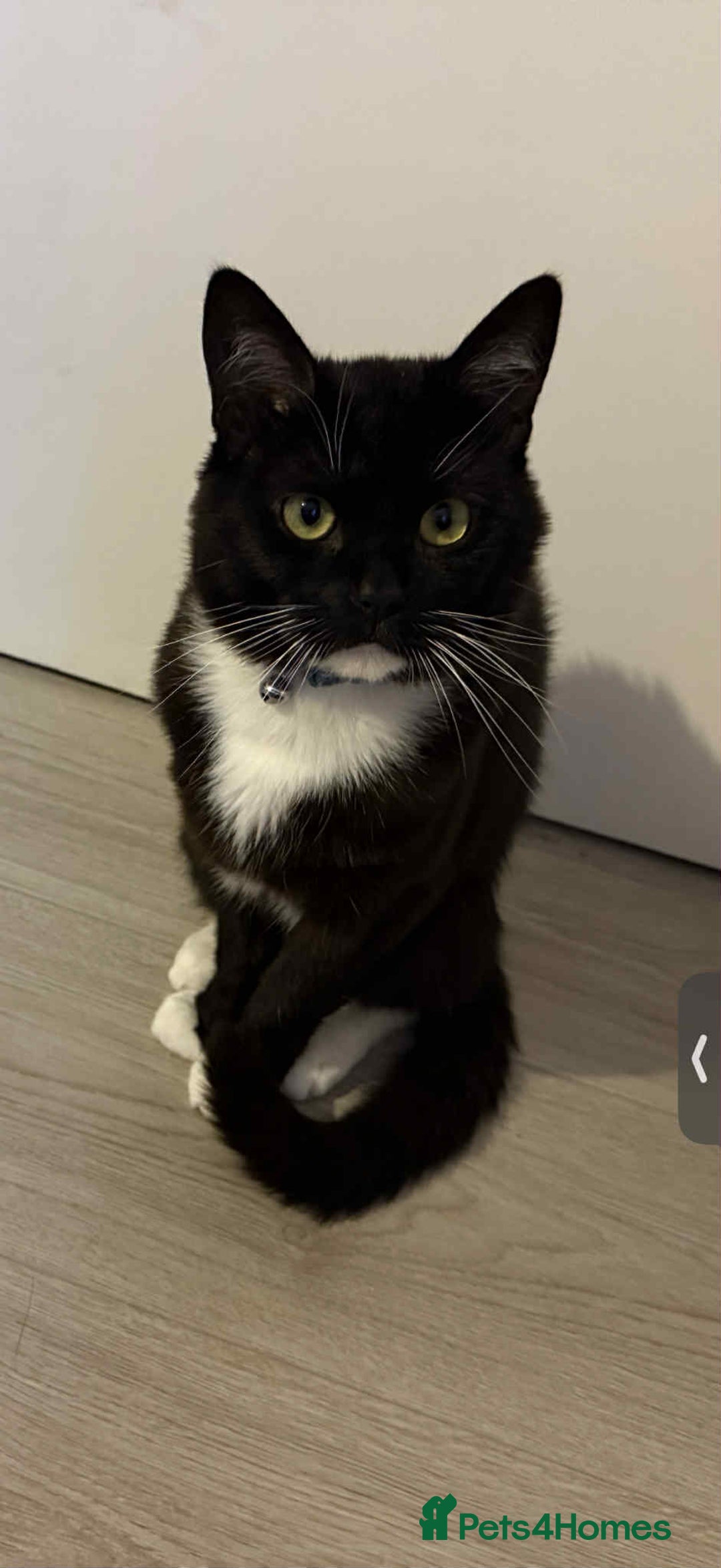 British Shorthair cats for sale: Tag 20 month old Cat - Loving Boy - Image 6