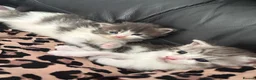 Maine Coon cats for sale: Beautiful and playful half Maine coon kittens  in Derby - Advert 15