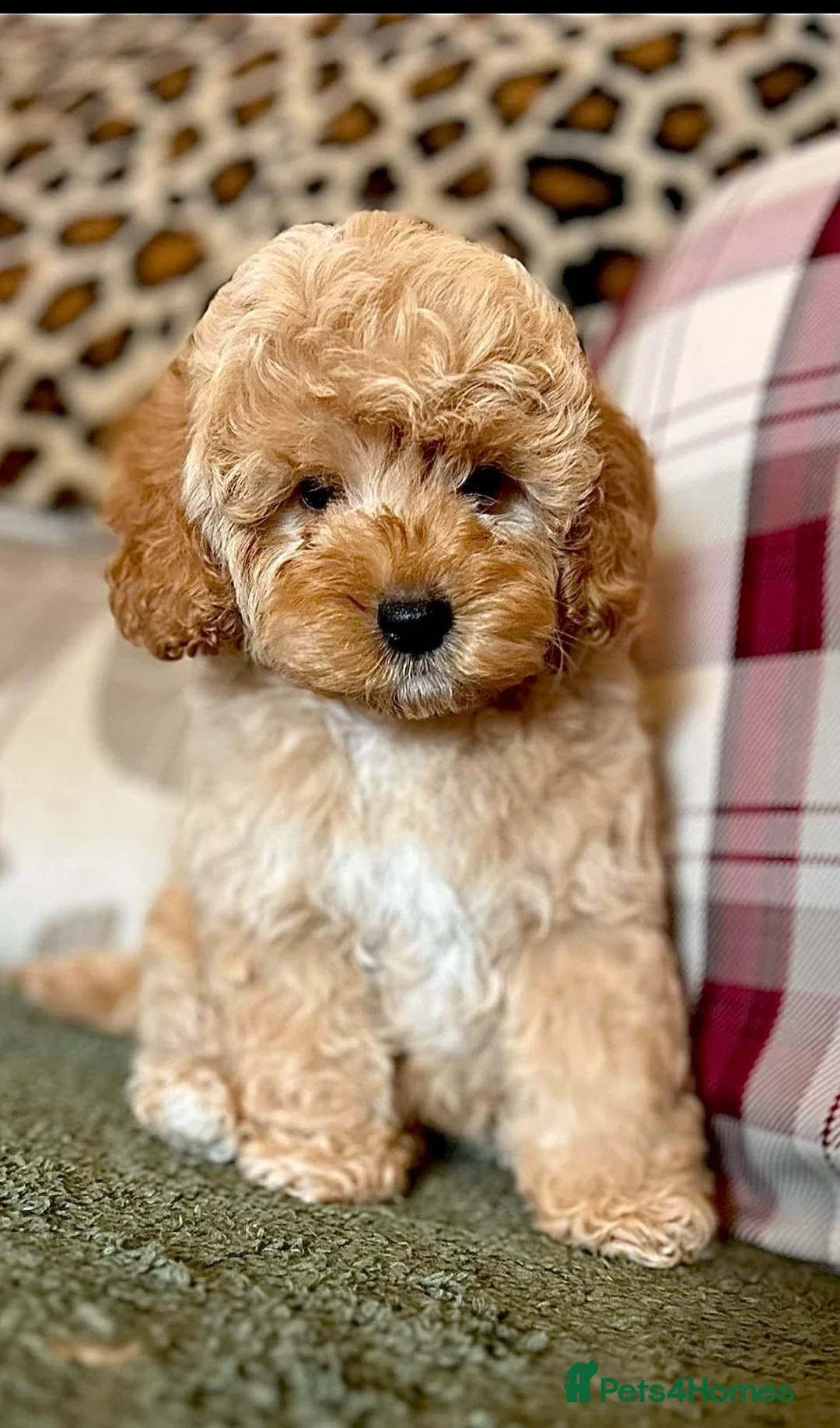 Cockapoo dogs for sale: F1b Golden Cockapoos 5 star health tested - Advert 5